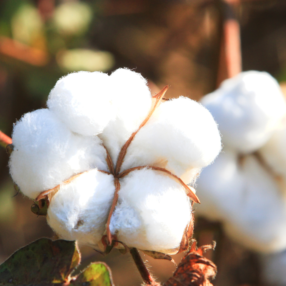 organic pima cotton plant is shown with fluffy white cotton overflowing.