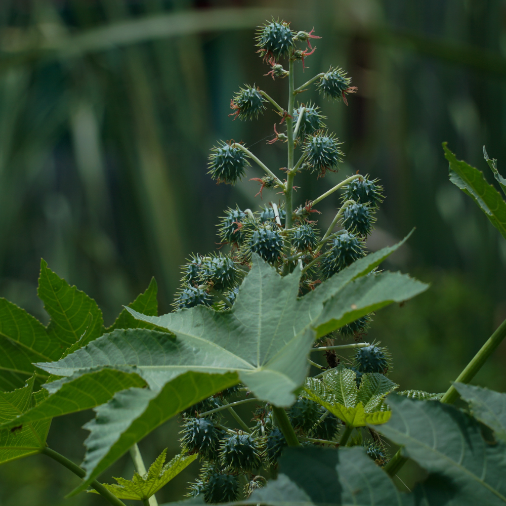 a castor plant is shown with green pods surrounded by green leaves