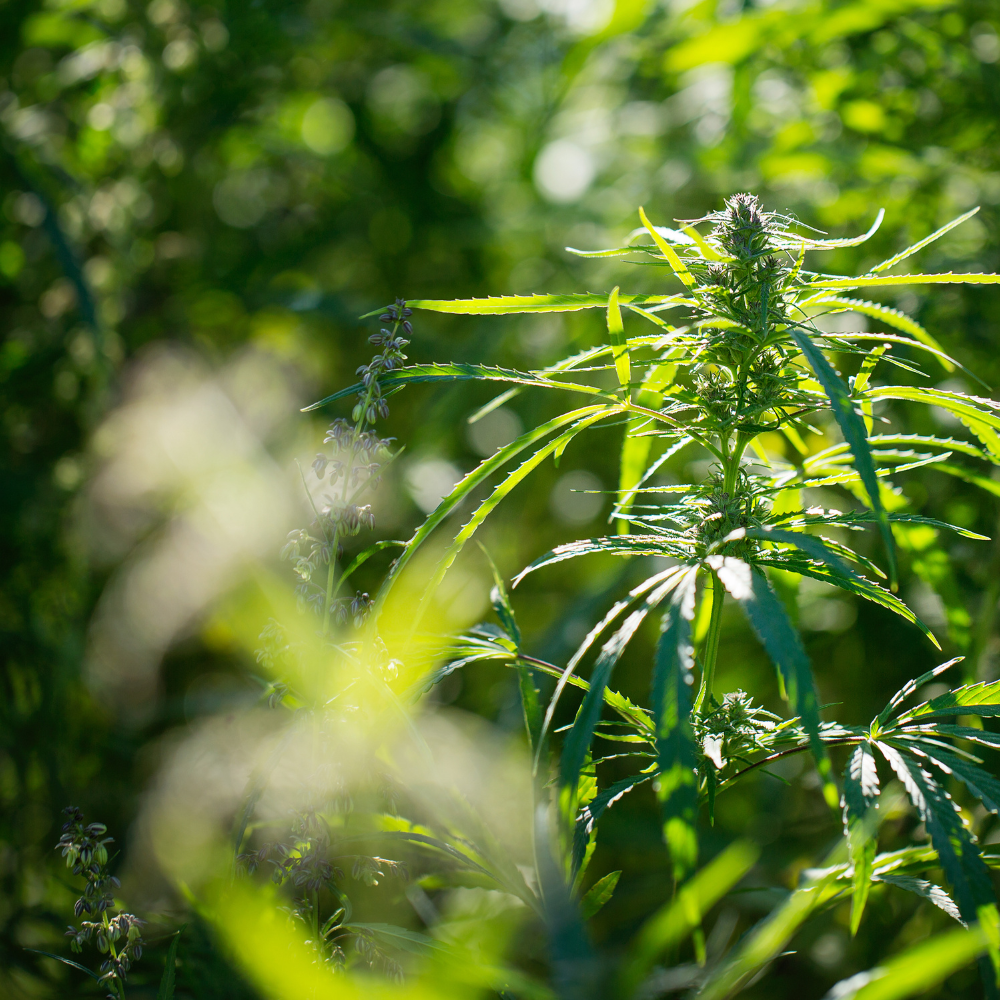 an image of a hemp plant in the sun